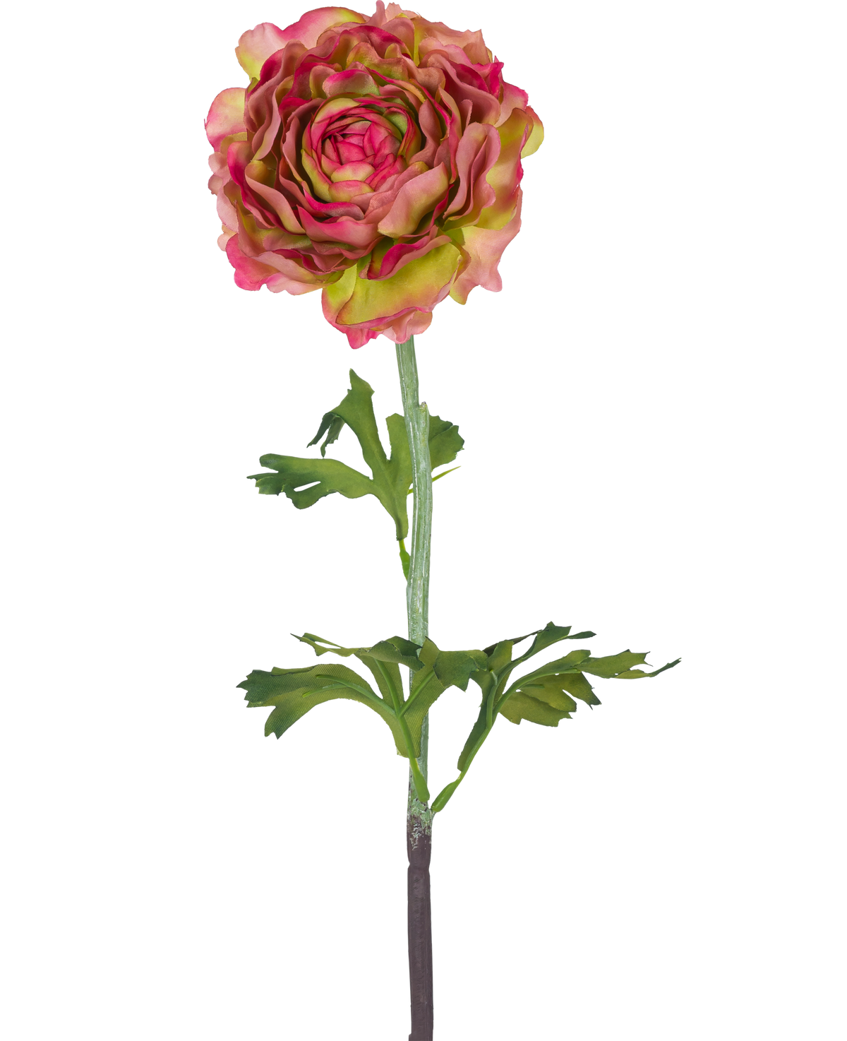 Die künstliche Ranunkel 51 cm rosa/grün ist eine einzelne künstliche Ranunkel mit rosa und grünen Blütenblättern, grünen Blättern und einem langen Stiel vor einem weißen Hintergrund.