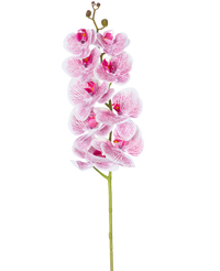 Künstliche Orchidee Real Touch Deluxe 105 cm fuchsia/weiß
