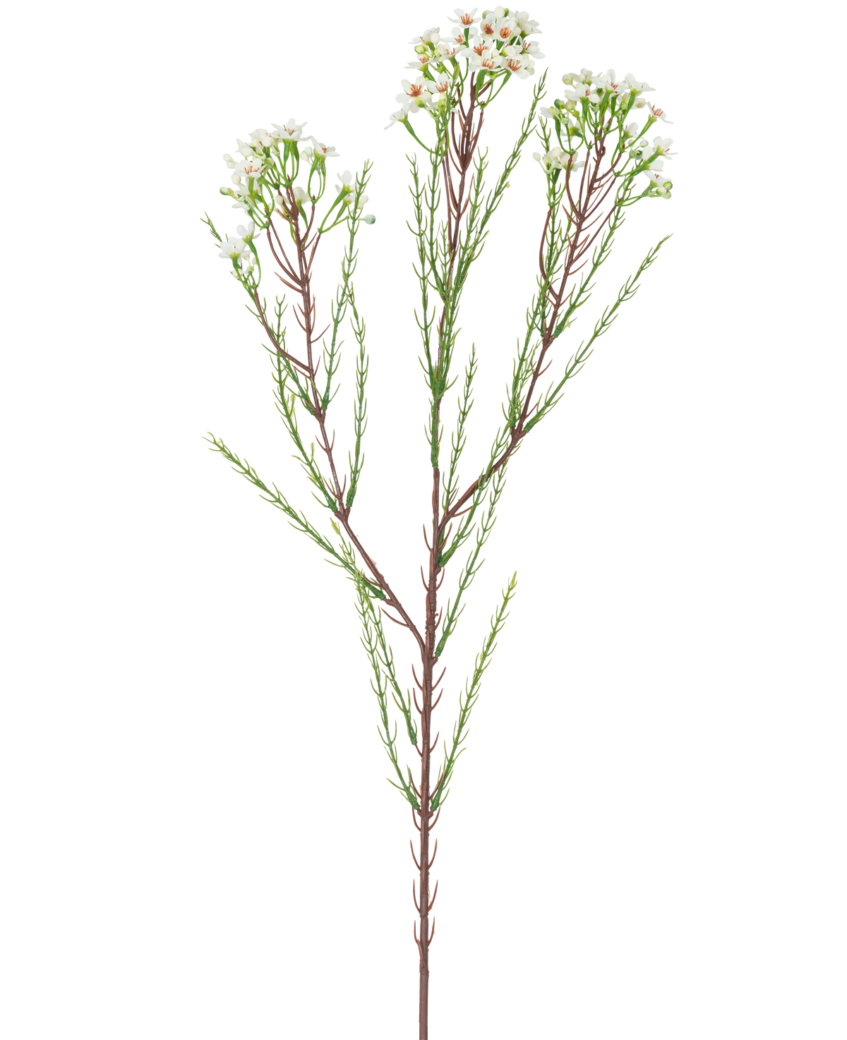 Der künstliche Zweig Wachsblume 78 cm cremefarben hat einen einzelnen hohen Stiel mit dünnen grünen Blättern und Büscheln kleiner, cremeweißer Blüten an der Spitze vor einem schlichten, hellen Hintergrund.