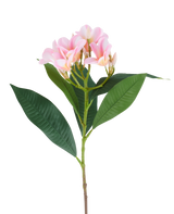 Een kunstbloem Plumeria van 75 cm, roze/crème, met één steel, grote groene bladeren en een tros lichtroze plumeria-bloemen aan de top, afgebeeld tegen een witte achtergrond.