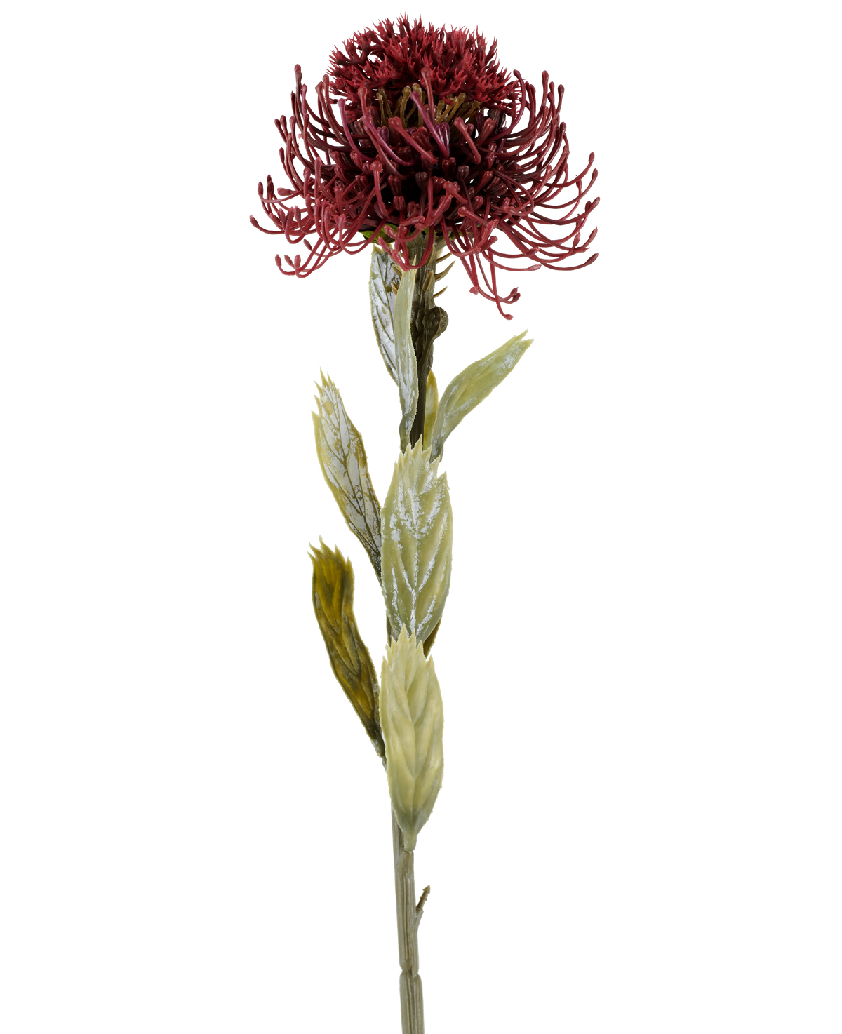 Eine einzelne künstliche Protea-Blume von 60 cm in Burgunderrot hat eine dunkelrote, stachelige Blüte mit grünen Blättern, fotografiert vor einem weißen Hintergrund.