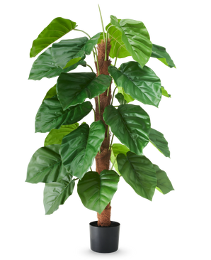 Eine künstliche Pflanze Epipremnum aureum, 120 cm hoch, mit großen, glänzend grünen Blättern in einem schwarzen Topf, dargestellt vor einem schlichten weißen Hintergrund.
