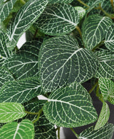 Close-up van de Kunst Hangende Fittonia groen-wit in pot 70 cm UV, met groene bladeren met opvallende witte nerven en gedetailleerde nervenpatronen in verschillende groene tinten.