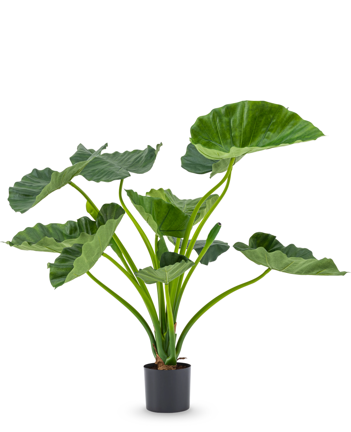 Die Kunstpflanze Alocasia Calioora 80 cm hat große grüne Blätter und kräftige Stiele. Diese lebensechte Kunstpflanze eignet sich perfekt als stilvolle Ergänzung für jedes Interieur und sieht vor einem weißen Hintergrund wunderschön aus.