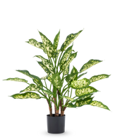De Kunstplant Dieffenbachia UV 75 cm heeft hoge groene stengels en grote, puntige bladeren met licht geelgroene bonte schakering in een stijlvolle sierpot, tegen een effen witte achtergrond.