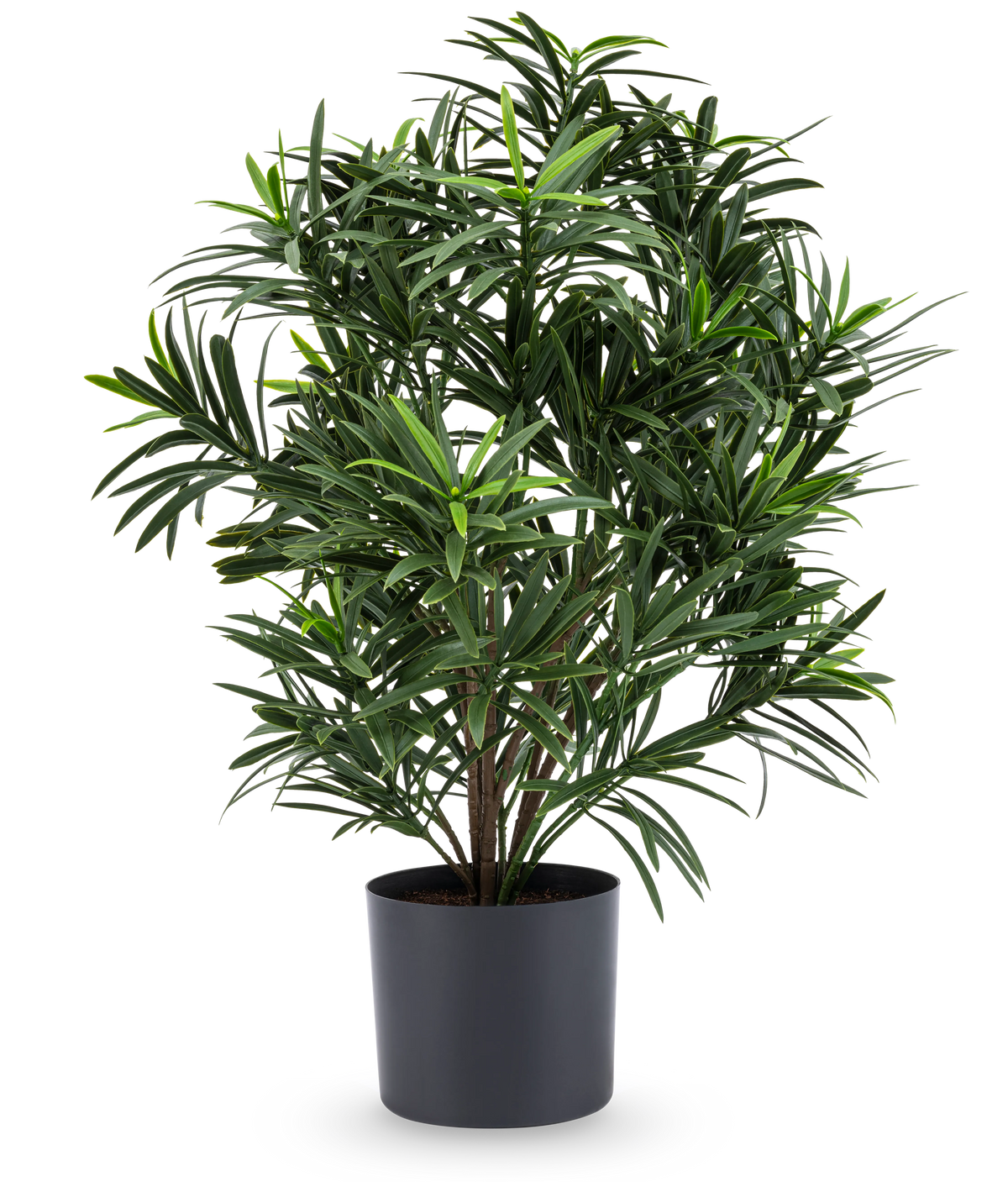 Künstliche Pflanze Podocarpus 47 cm – Easyplants Deutschland