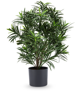 De Kunstplant Podocarpus 47 cm heeft lange, smalle bladeren en wordt geleverd in een strakke donkere pot, waardoor het een stijlvolle kamerplant is voor elke kamer. Tegen een witte achtergrond voegt hij weelderig groen toe aan je kamer.