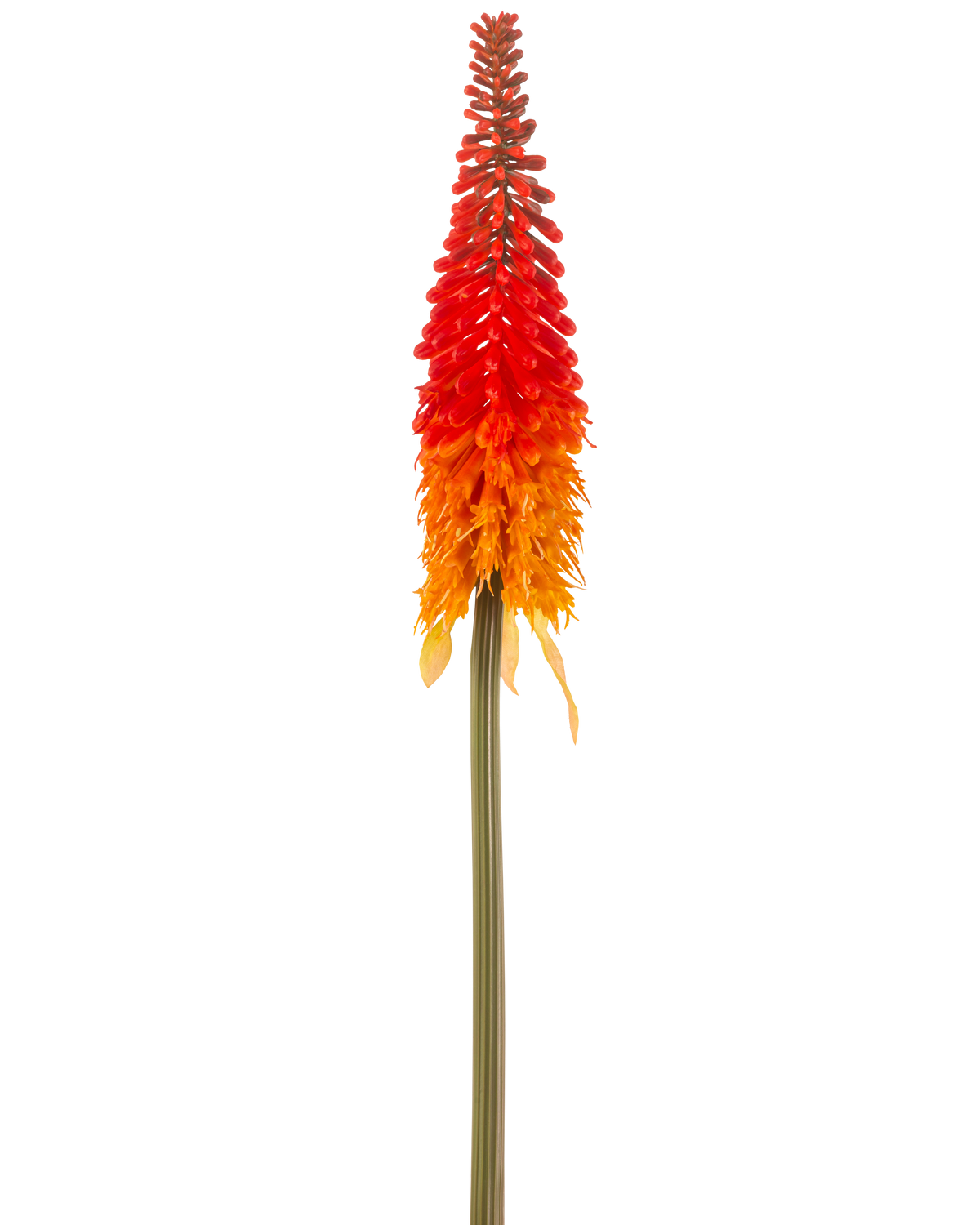Die künstliche Fackellilie 80 cm orange hat eine hohe künstliche Blume mit einem langen grünen Stiel und einer kegelförmigen Gruppe orangefarbener Blütenblätter vor einem schlichten weißen Hintergrund.