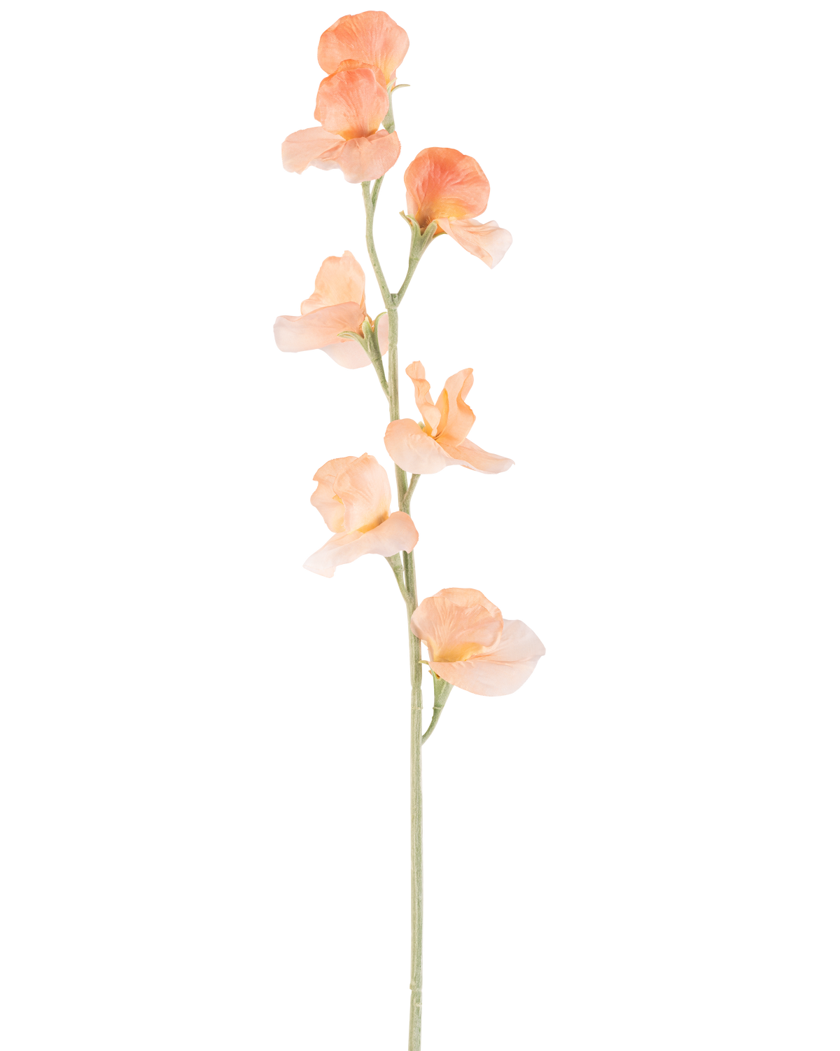 Eine einzelne pfirsichfarbene künstliche Erbse (64 cm) hat eine hell pfirsichfarbene künstliche Erbse mit Rüschen in den Blütenblättern und einem grünen Stiel, isoliert auf Weiß.