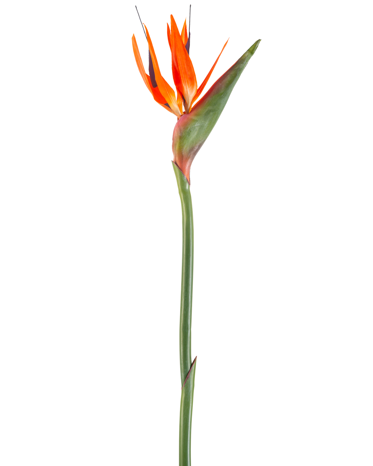 Die künstliche Blume Paradiesvogel 99 cm Koralle ist eine künstliche Blume mit spitzen Blütenblättern und einem grünen Stiel, dargestellt vor einem weißen Hintergrund.