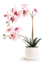 De Kunst Orchidee Real Touch 60 cm roze/wit heeft lichtroze en witte bloemen met donkergroene bladeren, ondersteund door een bamboestok, tegen een effen witte achtergrond.