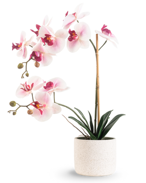 De Kunst Orchidee Real Touch 60 cm roze/wit heeft lichtroze en witte bloemen met donkergroene bladeren, ondersteund door een bamboestok, tegen een effen witte achtergrond.
