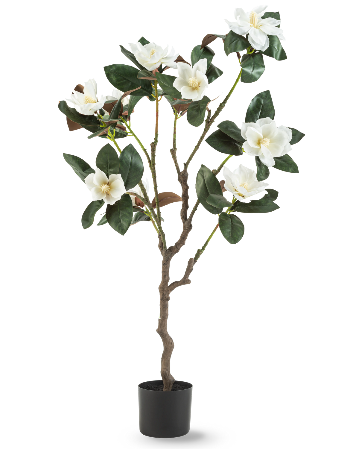 Die künstliche Yulania-Pflanze 120 cm mit Blüte ist ein künstlicher Magnolienbaum in einem Topf mit mehreren Zweigen, großen glänzend grünen Blättern und mehreren weißen Blüten vor einem schlichten weißen Hintergrund.