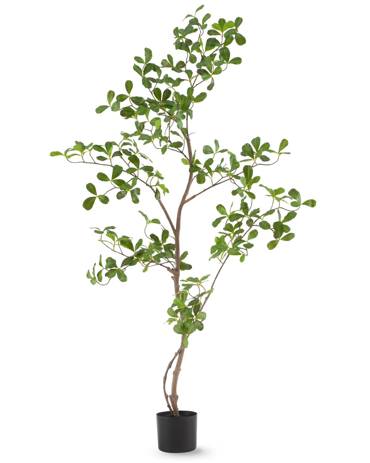 Die Kunstpflanze Terminalia Catappa 120 cm ist eine hohe, schlanke Topfpflanze mit dünnen Zweigen und zahlreichen kleinen, runden grünen Blättern, dargestellt vor einem schlichten weißen Hintergrund.