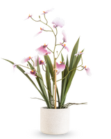 De Kunst Oncidium Real Touch 48 cm roze heeft een hoge orchidee met lange groene bladeren en delicate roze bloemen op gebogen stelen, in een pot met witte textuur tegen een effen witte achtergrond.