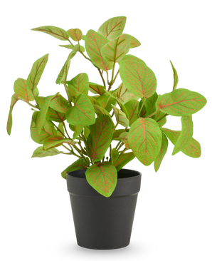 Künstliche Fittonia im Topf 25 cm UV