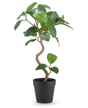 De Kunst Ficus Elastica 42 cm heeft een gedraaide stam en brede, glanzend groene bladeren, gepresenteerd in een eenvoudige zwarte pot tegen een effen witte achtergrond.