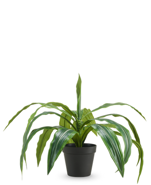 De Kunst Dracaena in pot UV 50 cm heeft lange, overhangende groene bladeren en wordt geleverd in een zwarte pot, tegen een effen witte achtergrond.
