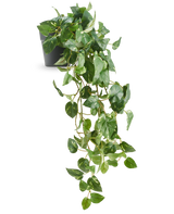 De Kunst Hangende goudrank in pot 80 cm UV heeft glanzende, hartvormige bladeren en lange, slingerende ranken die uit een donkergrijze pot komen, waardoor het een elegant decoratief stuk is.