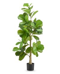 Tabakpflanze 150 cm