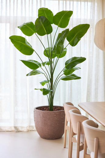 De Kunstplant Strelitzia 240 cm real touch, met zijn grote groene bladeren, staat in een pot naast een eettafel en stoelen van licht hout, tegen een achtergrond van doorschijnende witte gordijnen in een lichte, moderne kamer.