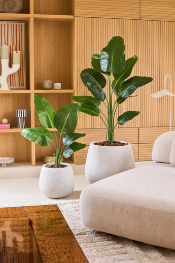 Twee grote groene potplanten, waaronder de Kunstplant Strelitzia 90 cm real touch in een strakke witte plantenbak, staan op de vloer naast een beige bank in een moderne woonkamer met houten planken en decoratieve accenten op de achtergrond.