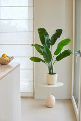 Een Kunstplant Strelitzia Nicolai Deluxe van 120 cm met grote groene bladeren staat op een klein rond tafeltje naast een raam in een lichte, minimalistische keuken. Links op het aanrecht staat een schaal met citroenen.