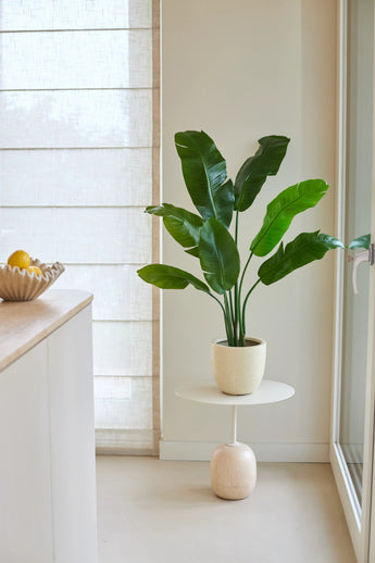 Een Kunstplant Strelitzia Nicolai Deluxe van 120 cm met grote groene bladeren staat op een klein rond tafeltje naast een raam in een lichte, minimalistische keuken. Links op het aanrecht staat een schaal met citroenen.