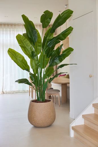 Een Kunstplant Strelitzia Nicolai Deluxe van 235 cm, met lange en levensechte groene bladeren, staat in een ronde, bruinbeige pot op een lichte vloer bij de trap en de eethoek, waar houten stoelen rond een tafel staan. Zonlicht stroomt door de doorschijnende witte gordijnen op de achtergrond, wat de elegante tropische uitstraling van deze luxe kunstplant nog meer tot zijn recht laat komen.