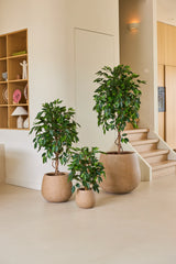 Drei Zimmerpflanzen in unterschiedlich großen Töpfen, darunter die Kunstpflanze Ficus Green 90 cm, sind auf einem hellen Boden in der Nähe einer Treppe arrangiert, mit Holzregalen und Wohnaccessoires im Hintergrund – eine ideale Anordnung von Büropflanzen für jeden modernen Arbeitsplatz.