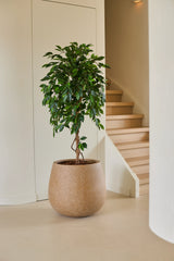 Eine 150 cm große künstliche Ficus-Grünpflanze mit glänzend grünen Blättern steht auf einem hellen Boden neben einer Holztreppe und cremefarbenen Wänden in einem modernen, minimalistischen Zuhause. Dieser stilvolle künstliche Ficus verleiht dem eleganten Interieur einen Hauch von leuchtendem Grün.