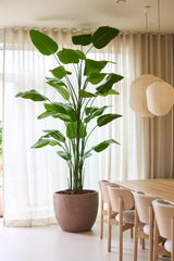 De Kunstplant Strelitzia Real Touch Deluxe van Easyplants, met een hoogte van maar liefst 300 cm en indrukwekkende groene bladeren, zorgt voor een natuurlijke elegantie naast een houten eettafel en stoelen in een lichte kamer met transparante gordijnen en hangende papieren lantaarns, en dat alles zonder dat er onderhoud nodig is.