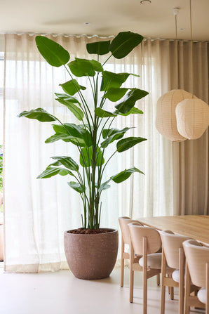 Kunstpflanze Strelitzia Real Touch Deluxe 300 cm