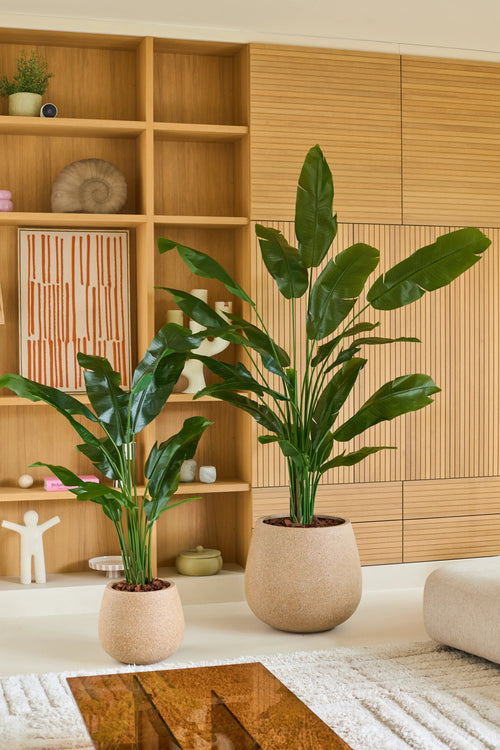 Zwei grüne Topfpflanzen mit langen, glänzenden Blättern – darunter eine 210 cm große künstliche Strelitzia Nicolai Deluxe – stehen in beigen Pflanzgefäßen in einem modernen Wohnzimmer mit Holzregalen und Schränken im Hintergrund und erzeugen so den üppigen Look einer künstlichen Tropenpflanze.