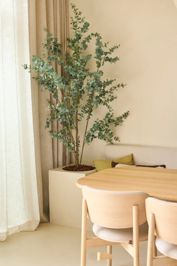 Een minimalistische eethoek met een tafel en stoelen van licht hout, neutrale kussens op een bankje en de Kunstplant Eucalyptus 180 cm – een hoge groene potplant – die naast beige gordijnen staat, allemaal badend in zacht natuurlijk licht.