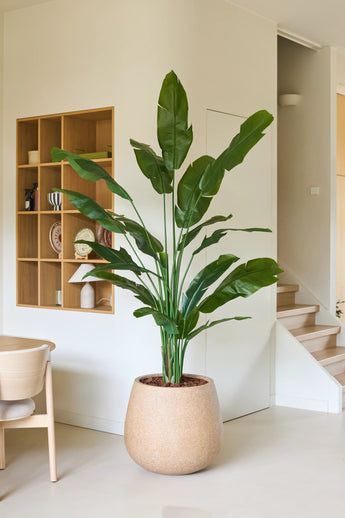 Een kunstplant Strelitzia Nicolai Deluxe van 210 cm met lange groene bladeren staat naast een houten stoel in een moderne, minimalistische ruimte met witte muren, houten planken en een trap op de achtergrond. Deze tropische kunstplant geeft de eigentijdse ruimte een vleugje natuurlijke elegantie.