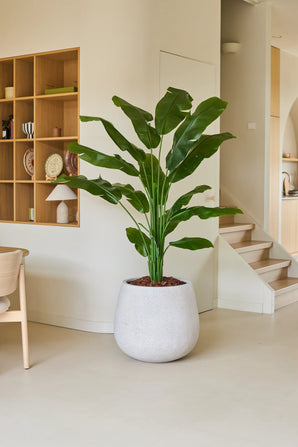 De Kunstplant Strelitzia Nicolai Deluxe 180 cm, met zijn brede groene bladeren, staat op een lichte vloer in een moderne, minimalistische woonruimte vlakbij de trap en een houten rek met decoratieve voorwerpen, en geeft de kamer een tropisch vakantiegevoel.