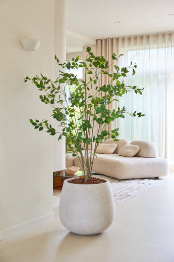 Die 180 cm große künstliche Ficus-Pflanze mit ihren üppig grünen Blättern steht stolz auf einem hellen Boden in einem modernen, hellen Wohnzimmer mit einem weißen Sofa, einem weichen Teppich und durchscheinenden Vorhängen, die natürliches Licht hereinlassen.
