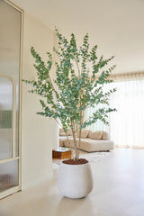 In een lichte, moderne woonkamer met witte muren, vitrages en een crèmekleurige bank staat een kunstplant Eucalyptus van 240 cm met slanke takken en groene bladeren.