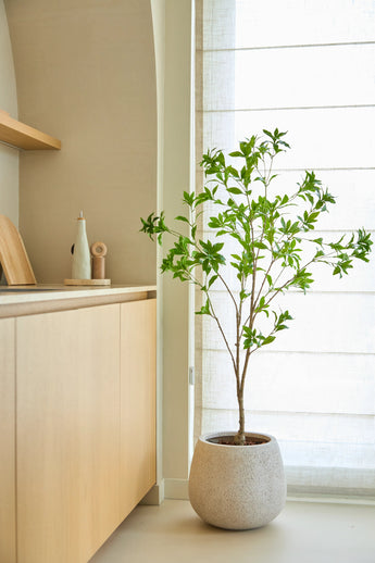 Een kunstplant Pieris Japonica van 150 cm staat bij een raam met doorschijnende gordijnen in een moderne, minimalistische keuken met lichte houten kasten en neutrale tinten.