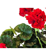 Close-up van een Kunst Geranium 40 cm rood met levendige rode, gegolfde bloemblaadjes en weelderige groene, ronde bladeren tegen een witte achtergrond.