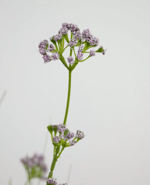 Der 100 cm große feuerhemmende Kunstrasen-Lauchblumen-Zwiebelgrastopf hat einen einzelnen grünen Stiel mit Büscheln kleiner, zarter hellvioletter Blüten, die vor einem schlichten weißen Hintergrund abgebildet sind.
