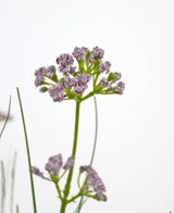 Een close-up van de Kunstgras Prei Bloem Ui Graspot 60cm, met zijn levensechte trossen lichtpaarse bloemen en lange groene steel, tegen een effen witte achtergrond.