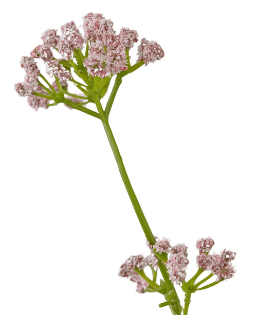 Der 120 cm große, feuerhemmende Kunstrasen-Lauchblumen-Zwiebelgrastopf hat einen einzelnen grünen Stiel mit Büscheln kleiner, zartrosa Blüten vor einem weißen Hintergrund.