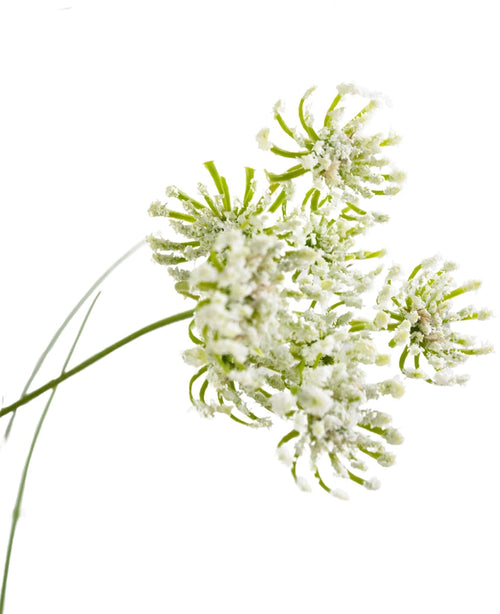 Nahaufnahme von künstlichen Graswurzelblumen, Zwiebelgras, 90 cm, feuerhemmend, mit zarten grünen Stielen und traubigen Blütenköpfen mit einem weißen, pudrigen Aussehen, isoliert auf weißem Hintergrund.