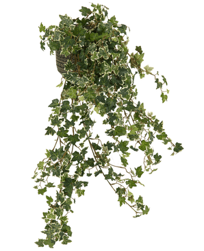 De Kunst Klimop Deluxe Rijk Groen-wit 90 cm heeft lange, hangende stengels en weelderige groene bladeren met witte randen, die sierlijk cascaderen voor een natuurlijke look tegen elke achtergrond.
