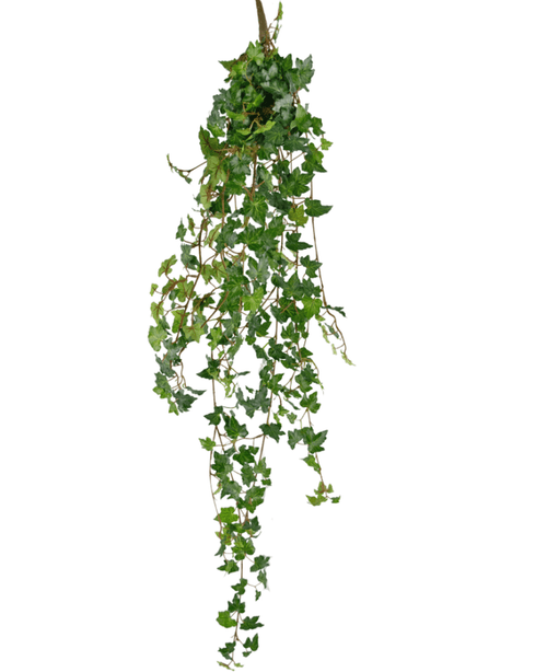 Die künstliche Hängepflanze Efeu Deluxe 120 cm grün hat grüne, spitze Blätter und nachhängende Stängel, wodurch sie einer hängenden Efeupflanze ähnelt. Der künstliche Efeu ist isoliert auf weißem Hintergrund.