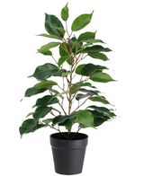 Die Kunstpflanze Ficus im Topf 40 cm ist eine hohe Kunstpflanze im Topf mit mehreren Zweigen und großen, glänzend grünen Blättern, präsentiert in einem schlichten schwarzen Topf vor weißem Hintergrund.