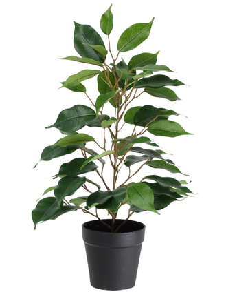 Die Kunstpflanze Ficus im Topf 40 cm ist eine hohe Kunstpflanze im Topf mit mehreren Zweigen und großen, glänzend grünen Blättern, präsentiert in einem schlichten schwarzen Topf vor weißem Hintergrund.