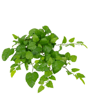 De Kunst Hangende Huiswijnstok Groen 70cm heeft frisse, levendige groene bladeren met gekartelde randen en meerdere stelen, geïsoleerd op een witte achtergrond.